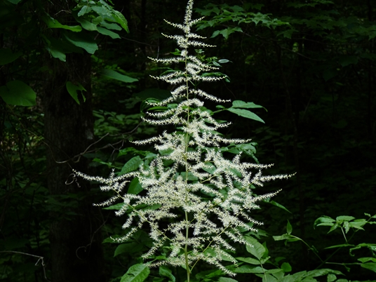 {Astilbe biternata}